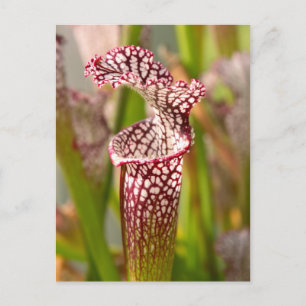 Plant - Pretty as a pitcher plant Postcard