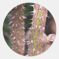 Plant Stem Thorns Nature Park Photography