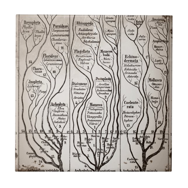 Plantae Protista Animalia Tile (Front)