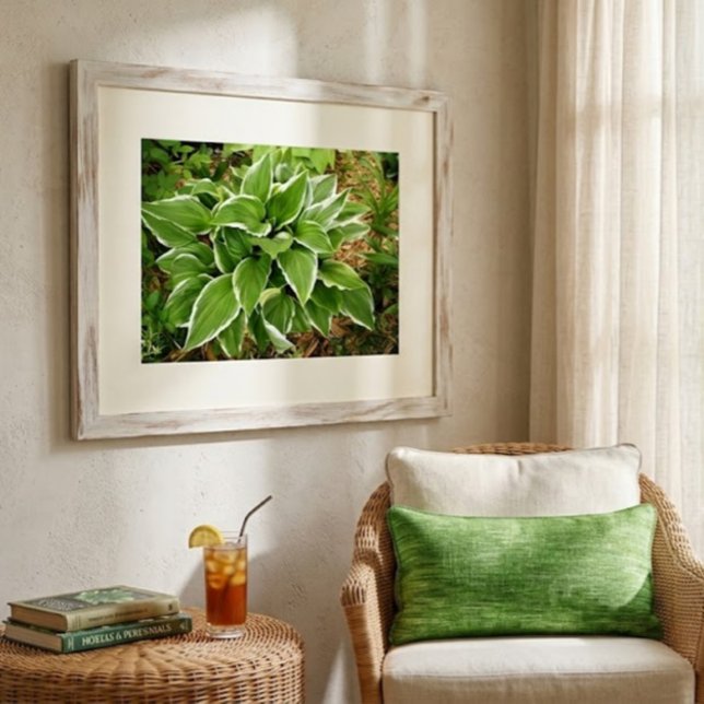 Plantain Lily Hosta Plant Leaves Poster (Creator Uploaded)