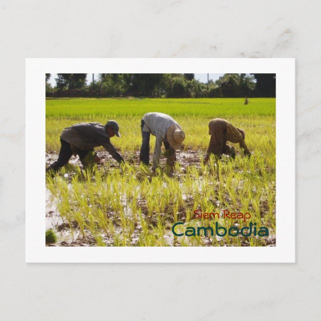 Planting rice in Prie Khmeang Village, Siem Reap Postcard (Front)
