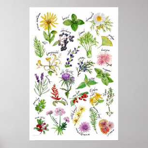 Plants and Herbs Alphabet Poster