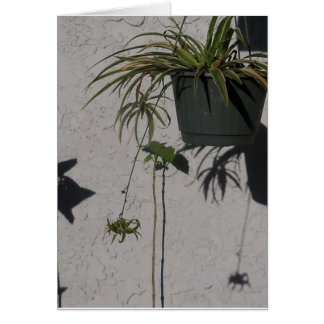 plants and morning shadows card