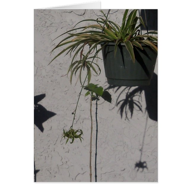 plants and morning shadows card (Front)