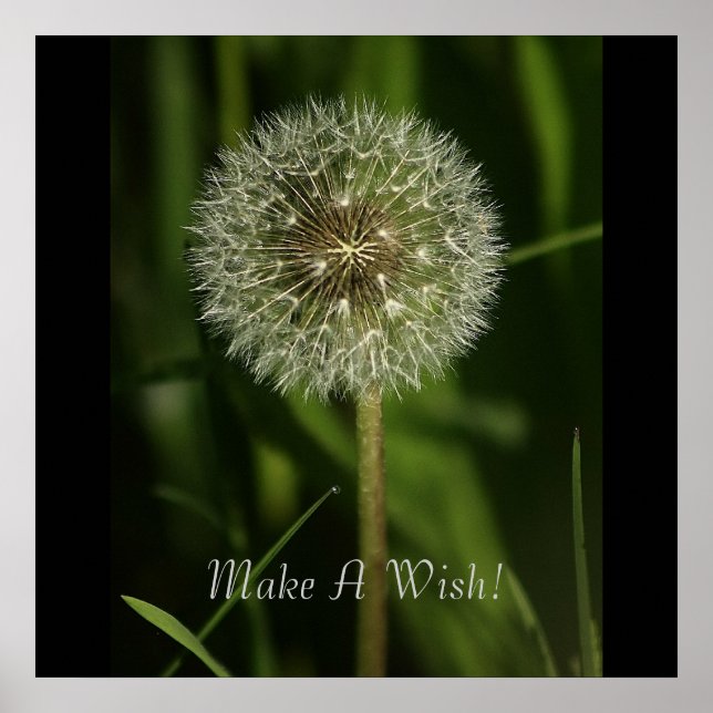 Plants and Water Imagery Poster (Front)