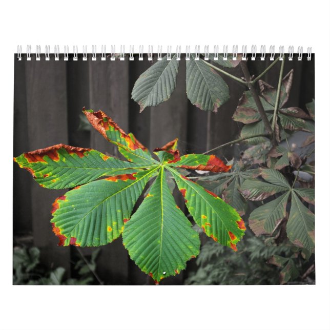 Plants Calendar (Cover)