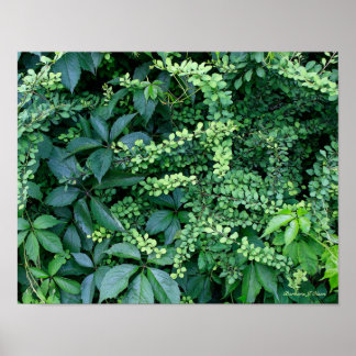 plants from Ken's garden Poster