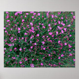 plants from Ken's garden Poster