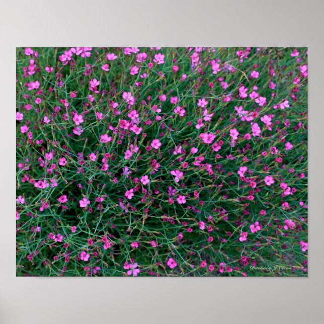 plants from Ken's garden Poster (Front)