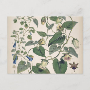 Plants of the Himalayas Botany Holiday Postcard