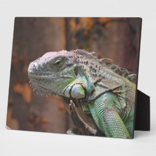 Plaque with colourful Iguana lizard