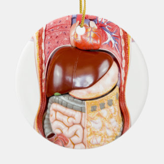 Plastic human torso model with organs on white ceramic tree decoration