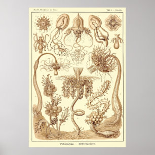 Plate 06 Tubulariae Poster
