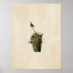 Plate 100 Marsh Wren Birds of America Poster