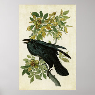 Plate 101   Raven   Birds of America Poster