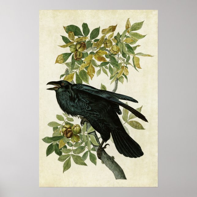 Plate 101 | Raven | Birds of America Poster (Front)