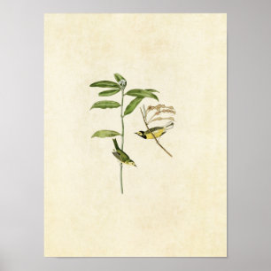 Plate 110   Hooded Warbler   Birds of America Poster