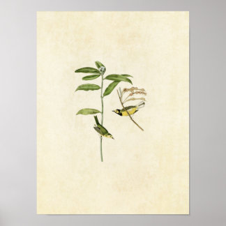 Plate 110 | Hooded Warbler | Birds of America Poster