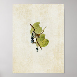 Plate 114 White-Crowned Sparrow Poster