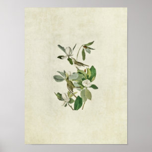 Plate 118 Warbling Flycatcher Birds of America Poster