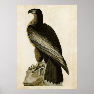 Plate 11 | Bird of Washington | Birds of America Poster