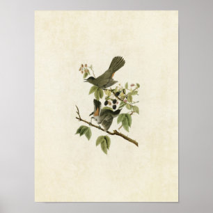 Plate 128   Catbird   Birds of America Poster