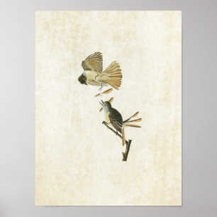 Plate 129   Great Crested Flycatcher Poster