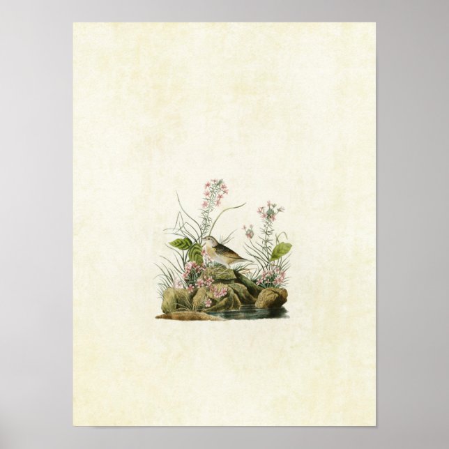 Plate 130 | Yellow-Winged Sparrow Poster (Front)
