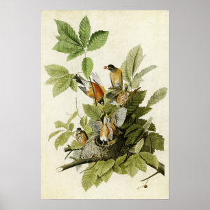 Plate 131   American Robin   Birds of America Poster