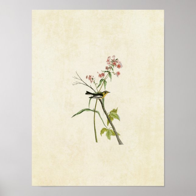 Plate 135 | Blackburnian Warbler Poster (Front)