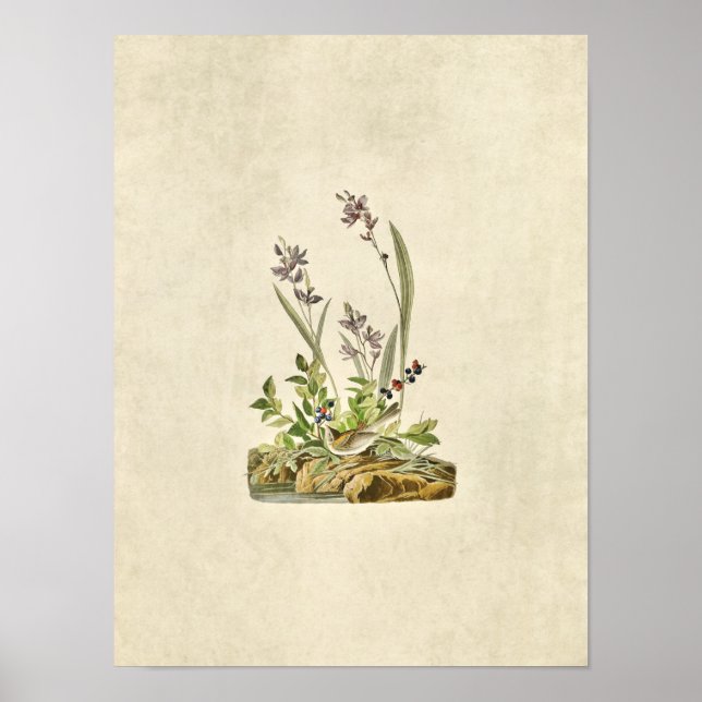 Plate 139 | Field Sparrow | Birds of America Poster (Front)