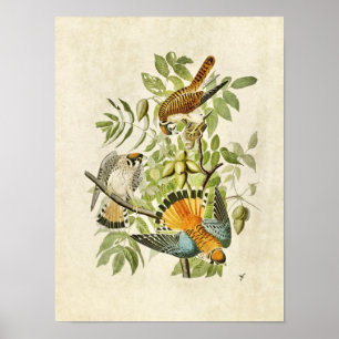 Plate 142 American Sparrow Hawk Poster