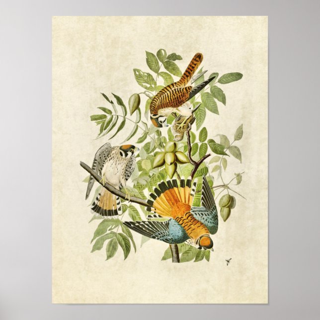 Plate 142 | American Sparrow Hawk Poster (Front)