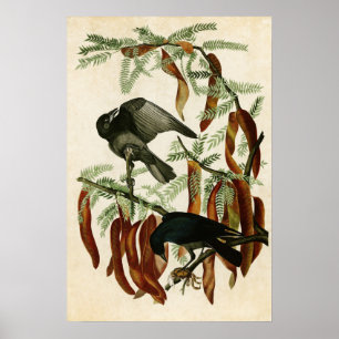 Plate 146 Fish Crow Birds of America Poster