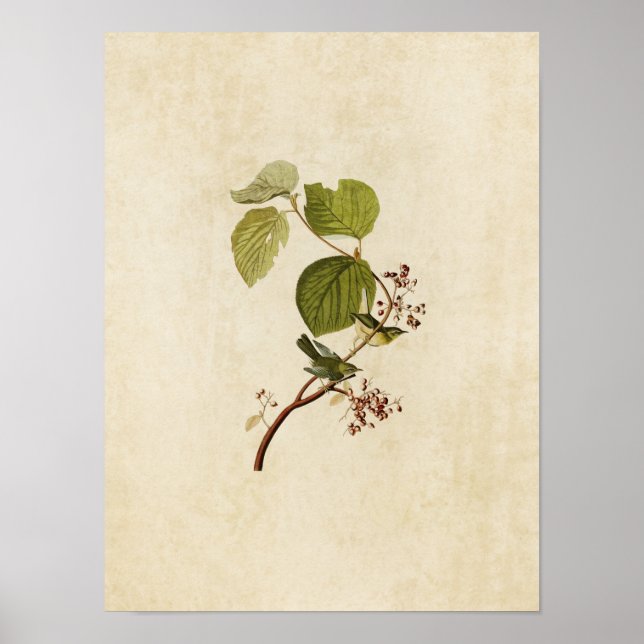 Plate 148 | Pine Swamp Warbler | Birds of America Poster (Front)