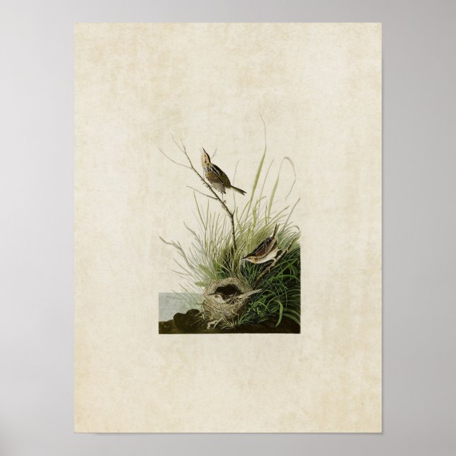 Plate 149 | Sharp-Tailed Finch | Birds of America Poster (Front)