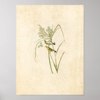 Plate 14 | Prairie Warbler | Birds of America Poster