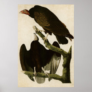Plate 151   Turkey Buzzard   Birds of America Poster