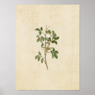 Plate 154 Tennessee Warbler Birds of America Poster