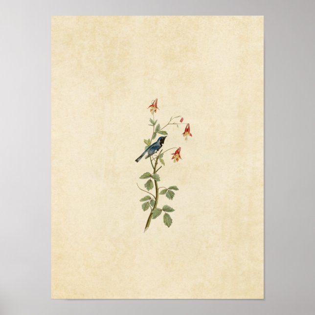 Plate 155 | Black-Throated Blue Warbler Poster (Front)