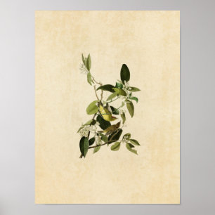 Plate 163   Palm Warbler   Birds of America Poster