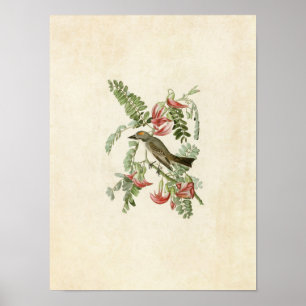 Plate 170   Grey Tyrant   Birds of America Poster
