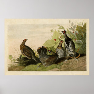 Plate 176   Spotted Grous   Birds of America Poster