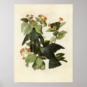 Plate 177 White-Crowned Pigeon Poster