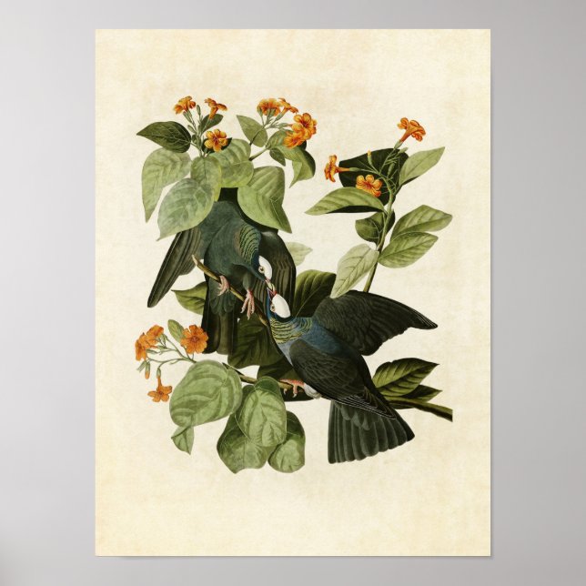 Plate 177 | White-Crowned Pigeon Poster (Front)