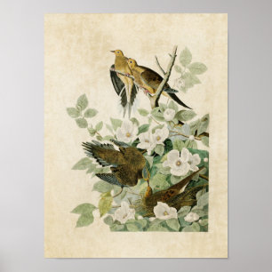 Plate 17 Carolina Turtle Dove Birds of America Poster