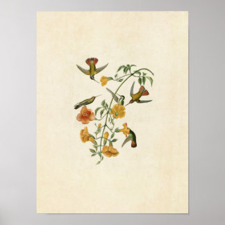 Plate 184 | Mangrove Hummingbird Poster