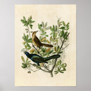 Plate 187   Boat-Tailed Grackle   Birds of America Poster