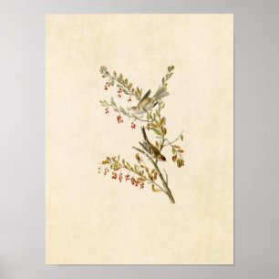Plate 188   Tree Sparrow   Birds of America Poster