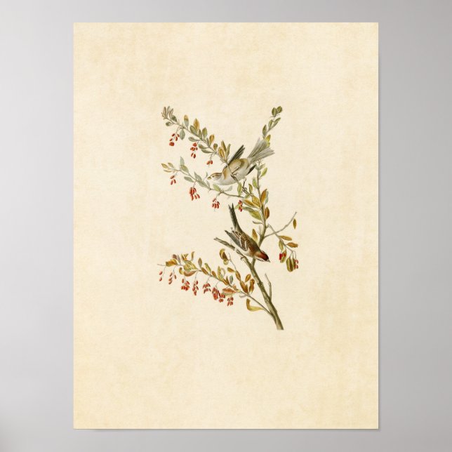 Plate 188 | Tree Sparrow | Birds of America Poster (Front)